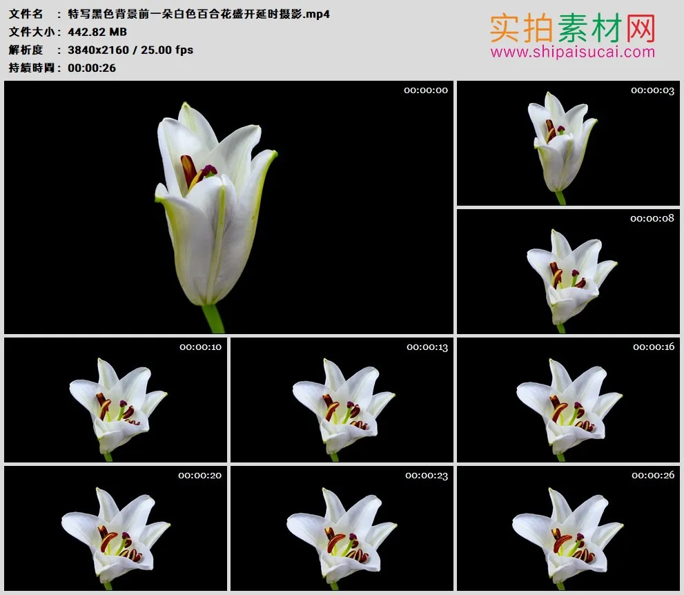 4K高清实拍视频素材丨特写黑色背景前一朵白色百合花盛开延时摄影