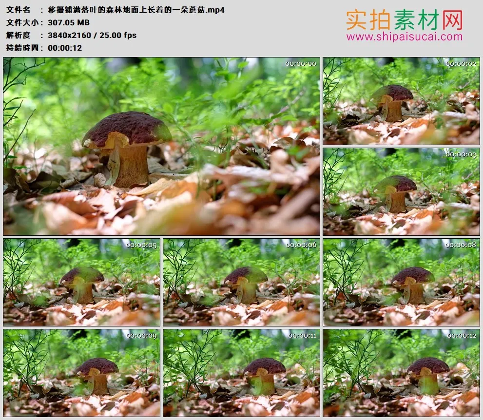 4K高清实拍视频素材丨移摄铺满落叶的森林地面上长着的一朵蘑菇