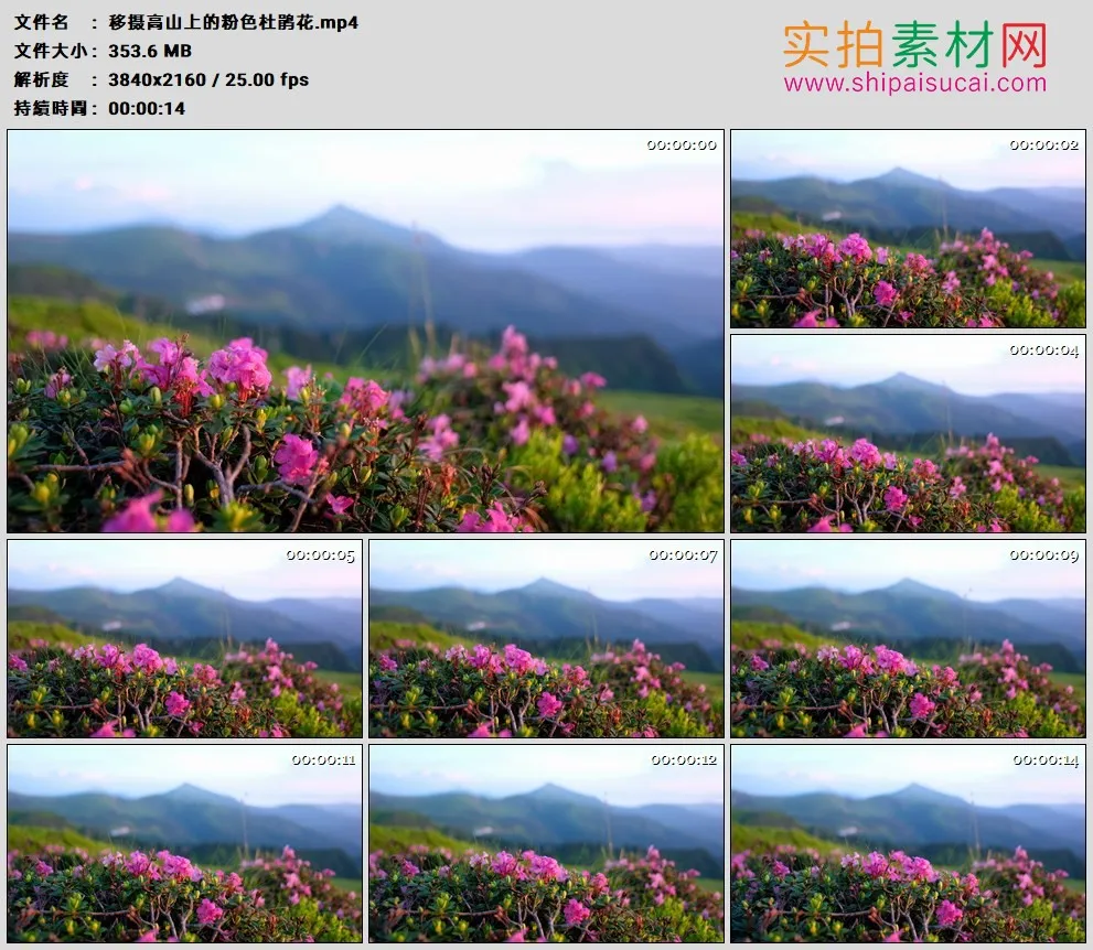 4K高清实拍视频素材丨移摄高山上的粉色杜鹃花