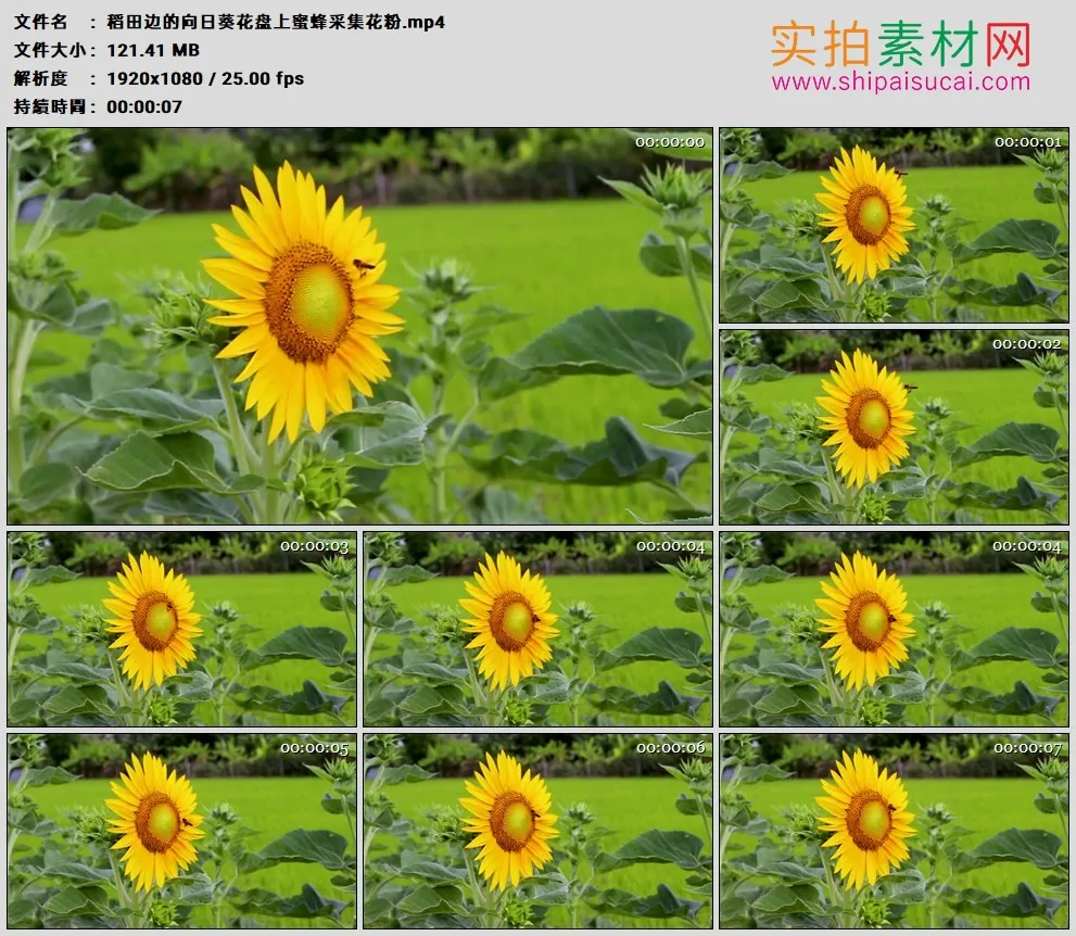 高清实拍视频素材丨稻田边的向日葵花盘上蜜蜂采集花粉
