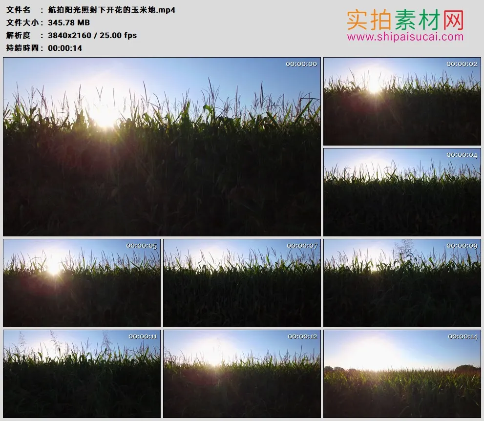 4K高清实拍视频素材丨航拍阳光照射下开花的玉米地