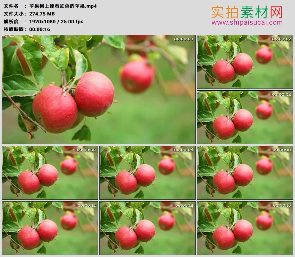 高清实拍视频素材丨苹果树上挂着红色的苹果
