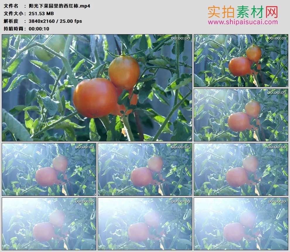 4K高清实拍视频素材丨阳光下菜园里的西红柿