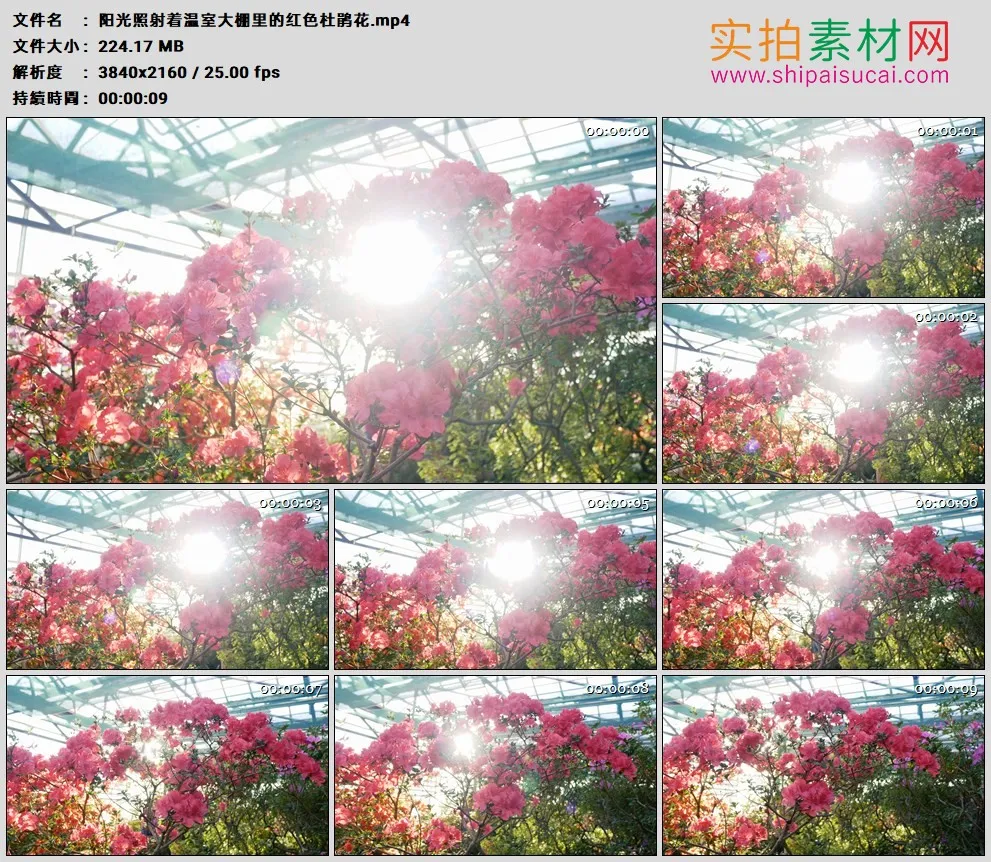 4K高清实拍视频素材丨阳光照射着温室大棚里的红色杜鹃花