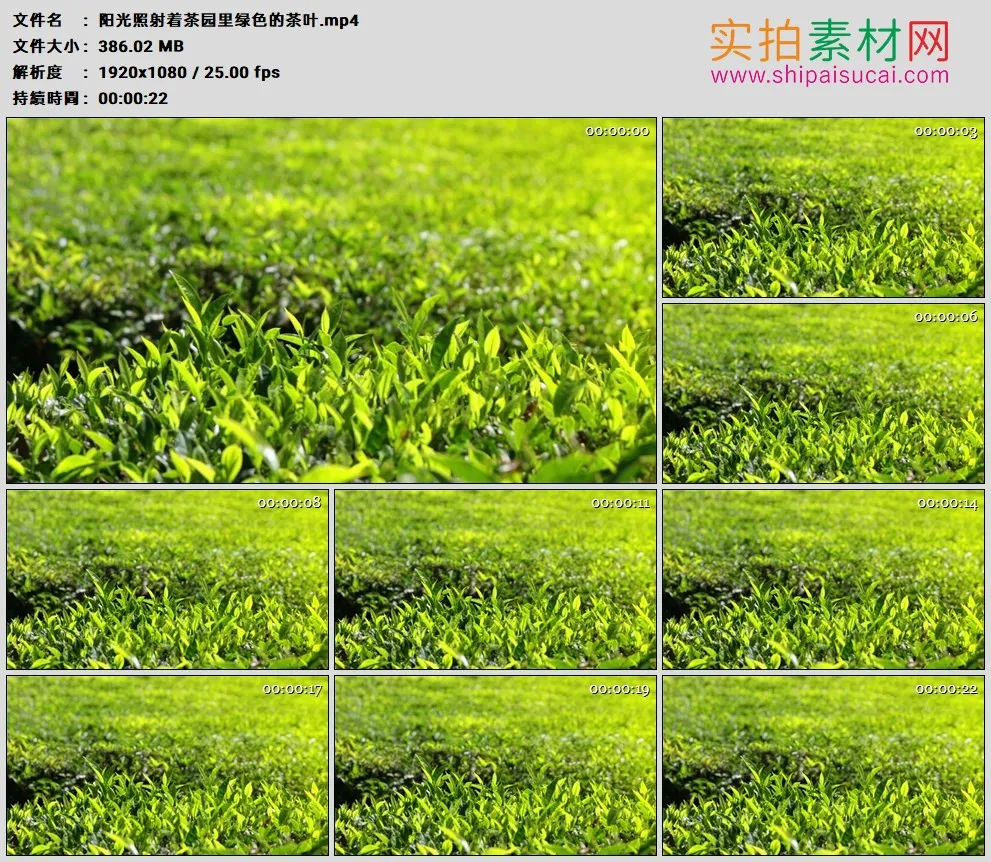 高清实拍视频素材丨阳光照射着茶园里绿色的茶叶