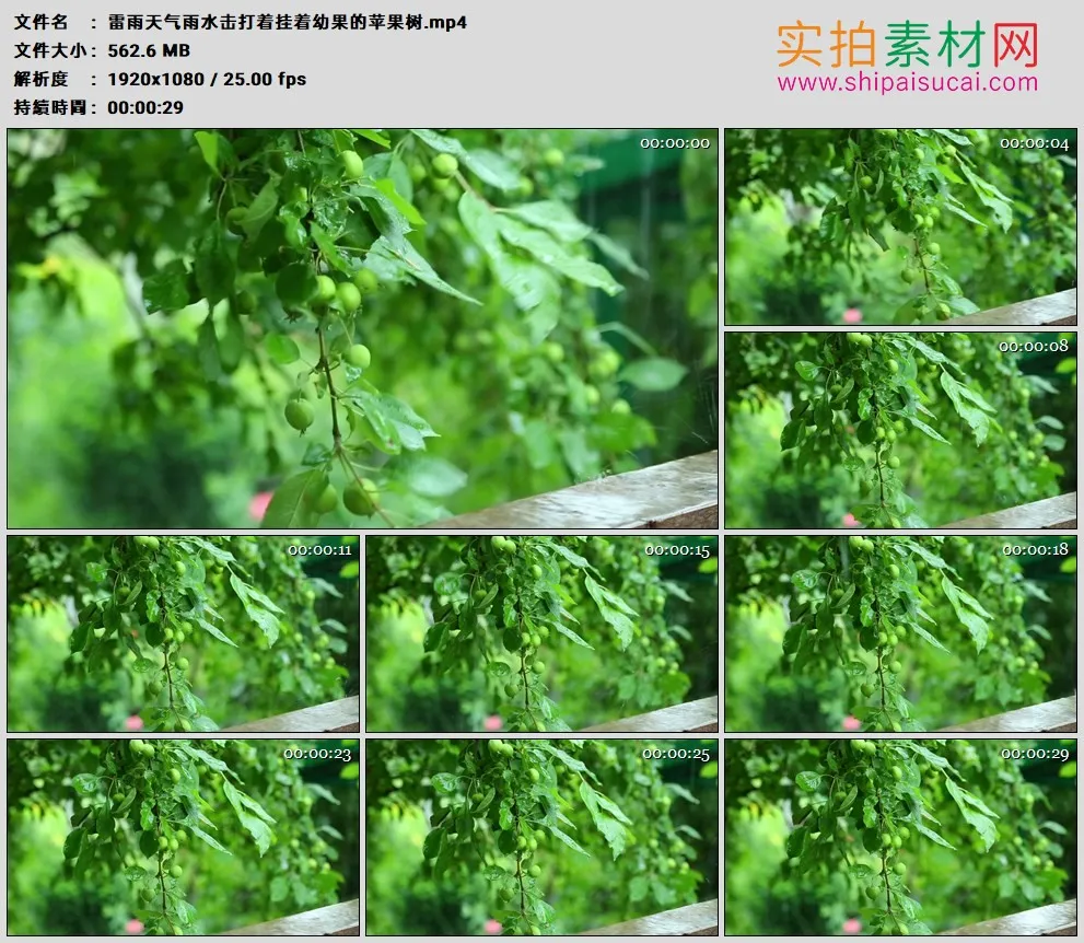 高清实拍视频素材丨雷雨天气雨水击打着挂着幼果的苹果树