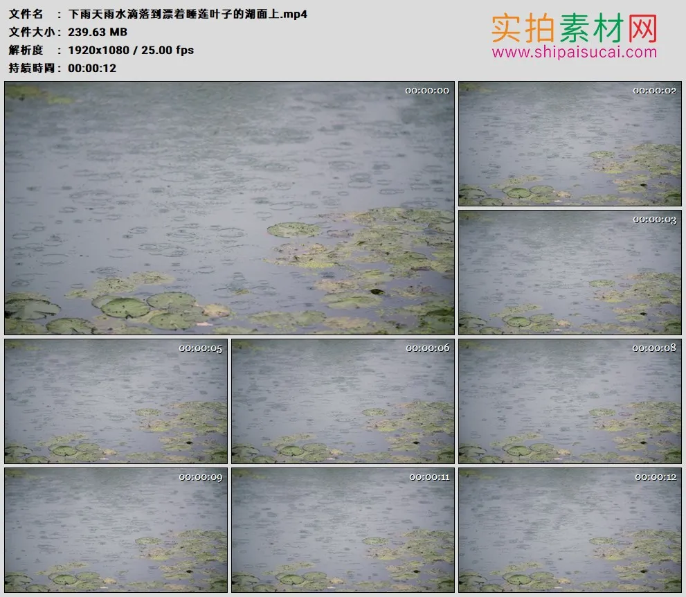 高清实拍视频素材丨下雨天雨水滴落到漂着睡莲叶子的湖面上