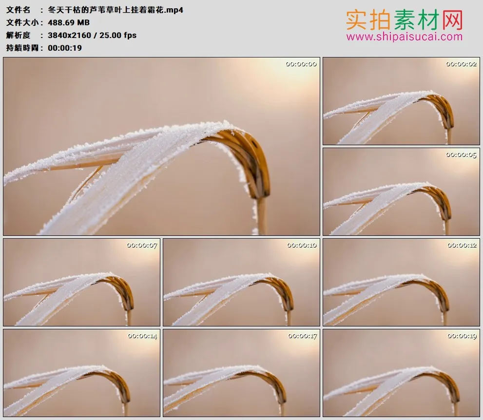 4K高清实拍视频素材丨冬天干枯的芦苇草叶上挂着霜花