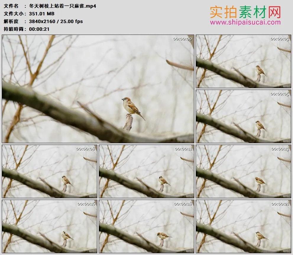 4K高清实拍视频素材丨冬天树枝上站着一只麻雀