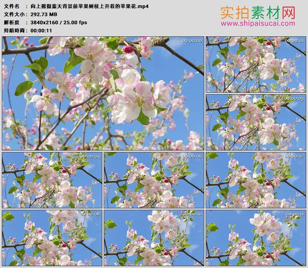 4K高清实拍视频素材丨向上摇摄蓝天背景前苹果树枝上开着的苹果花