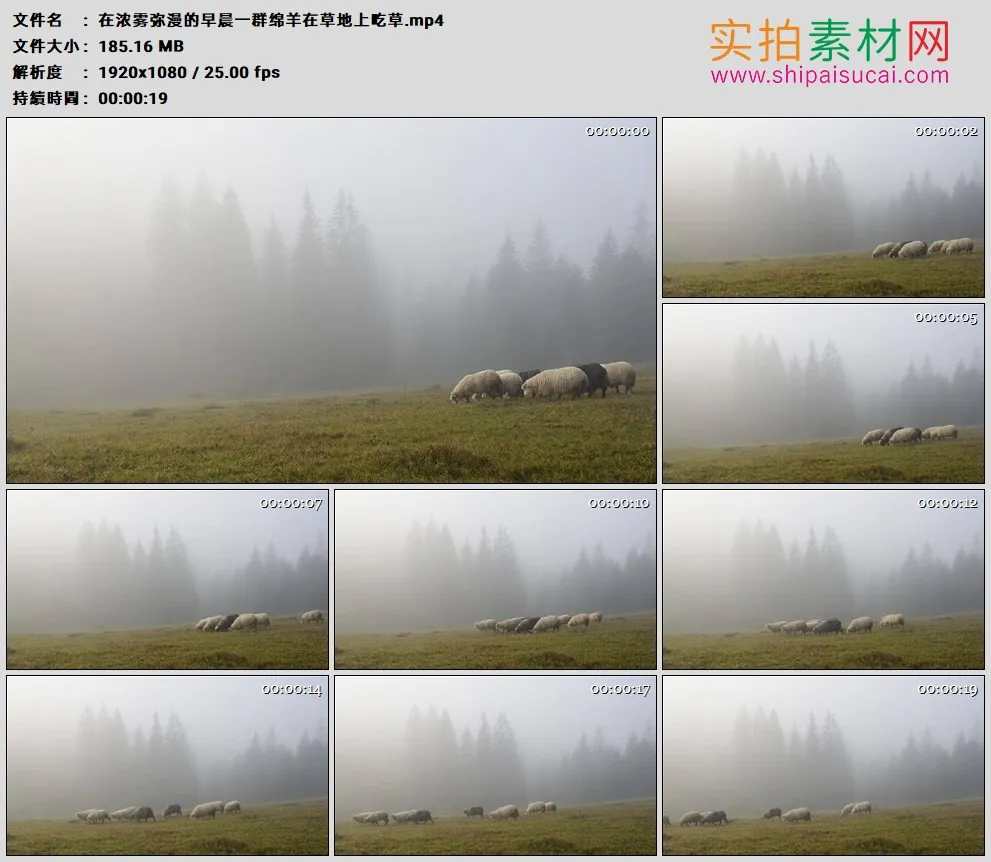 高清实拍视频素材丨在浓雾弥漫的早晨一群绵羊在草地上吃草