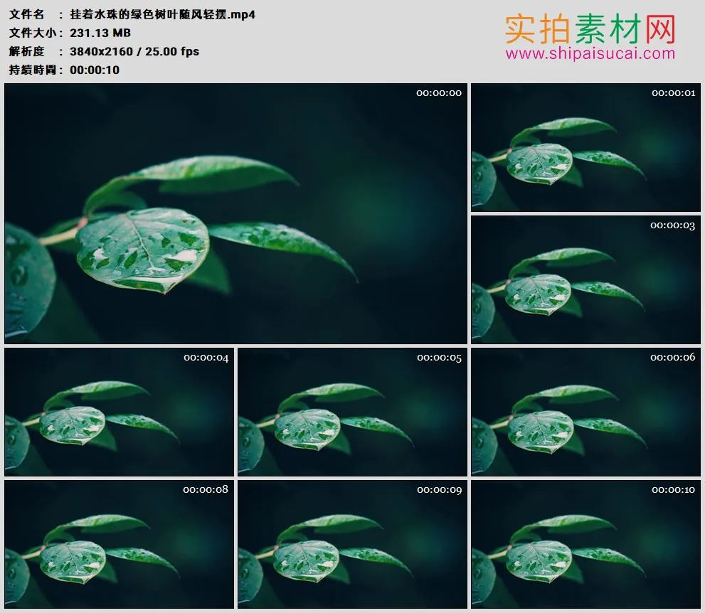 4K高清实拍视频素材丨挂着水珠的绿色树叶随风轻摆