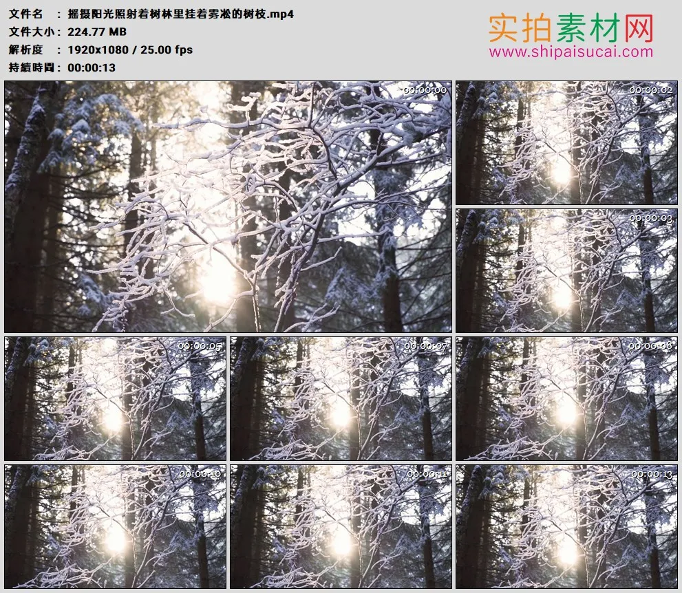 高清实拍视频素材丨摇摄冬天阳光照射着树林里挂着雾凇的树枝