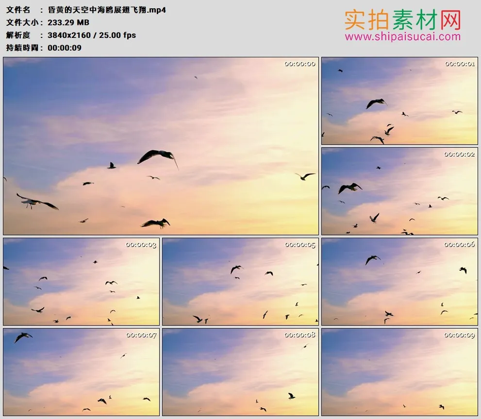 4K高清实拍视频素材丨昏黄的天空中海鸥展翅飞翔