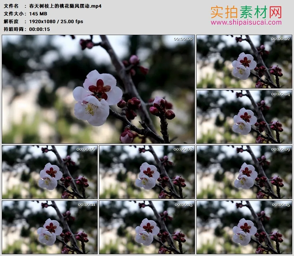 高清实拍视频素材丨春天树枝上的桃花随风摆动