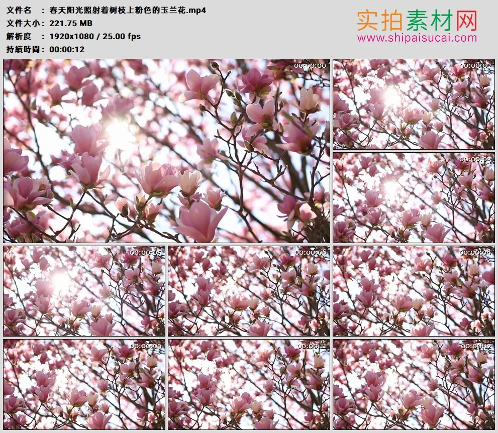 高清实拍视频素材丨春天阳光照射着树枝上粉色的玉兰花