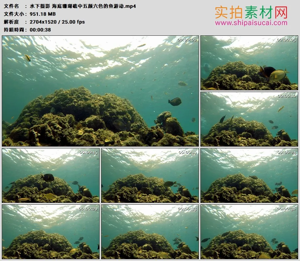 高清实拍视频素材丨水下摄影 海底珊瑚礁中五颜六色的鱼游动