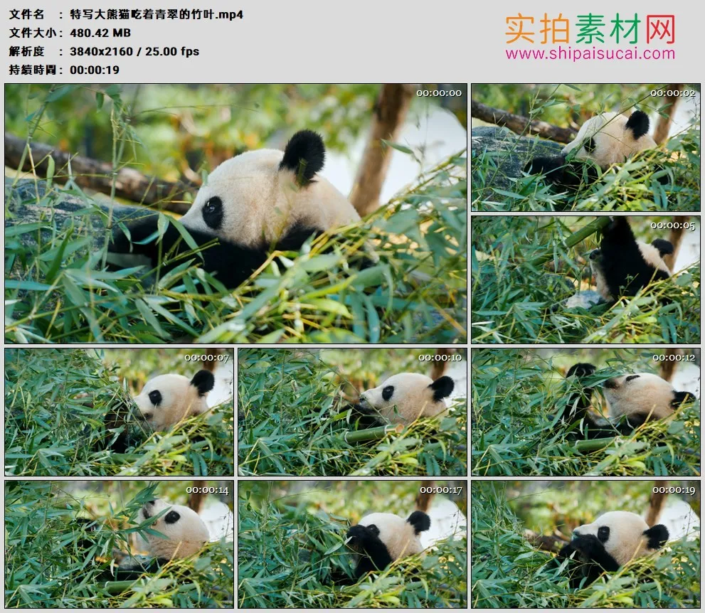 4K高清实拍视频素材丨特写大熊猫吃着青翠的竹叶