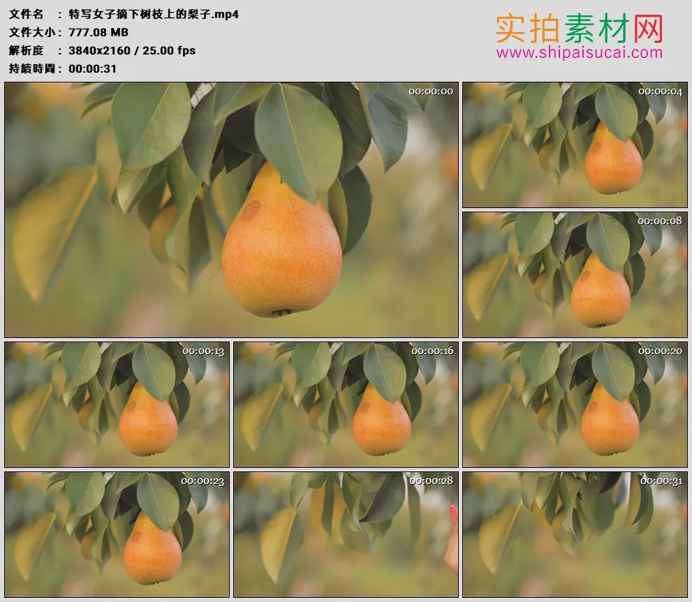 4K高清实拍视频素材丨特写女子摘下树枝上的梨子