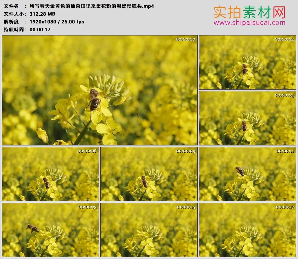 高清实拍视频素材丨特写春天金黄色的油菜田里采集花粉的蜜蜂慢镜头