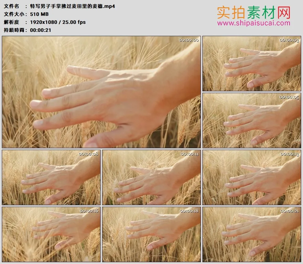 高清实拍视频素材丨特写男子手掌拂过麦田里的麦穗