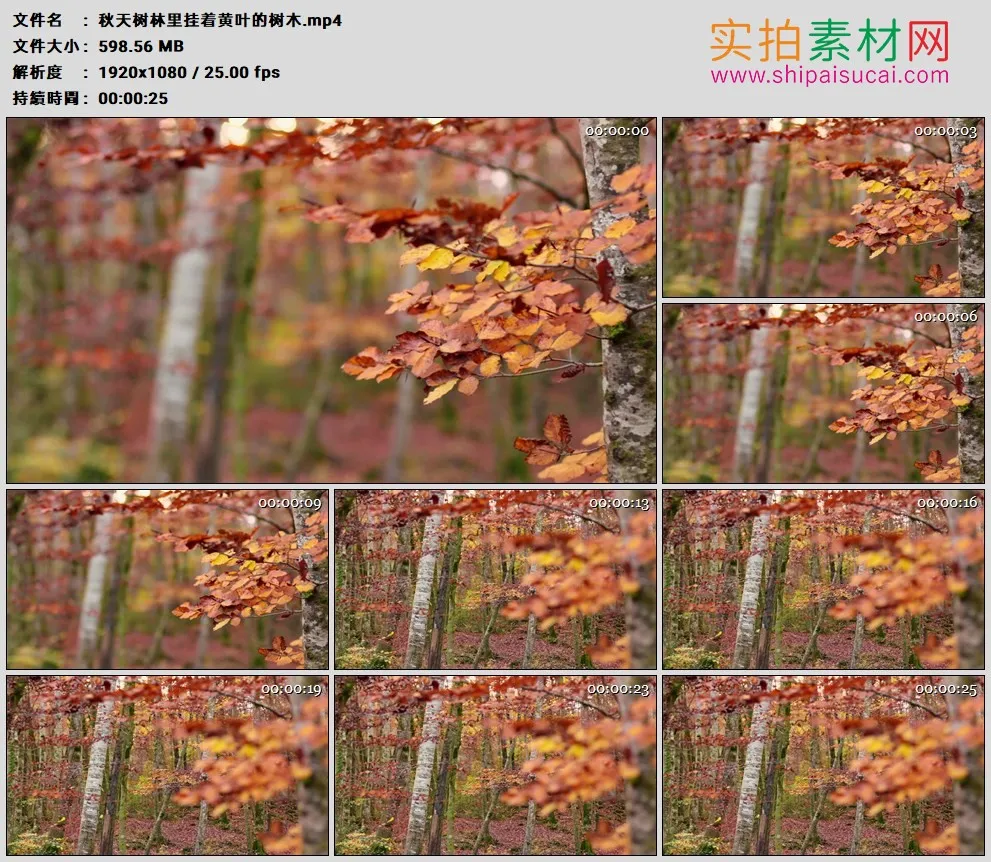 高清实拍视频素材丨秋天树林里挂着黄叶的树木