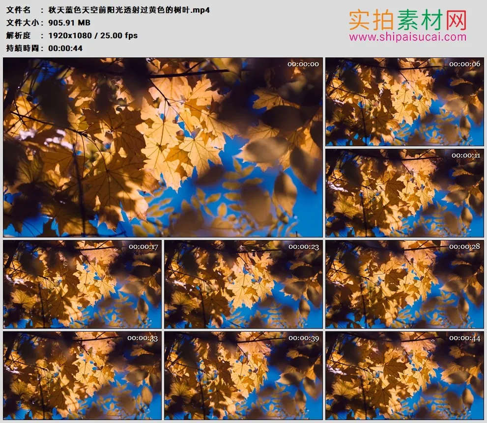 高清实拍视频素材丨秋天蓝色天空前阳光透射过黄色的树叶