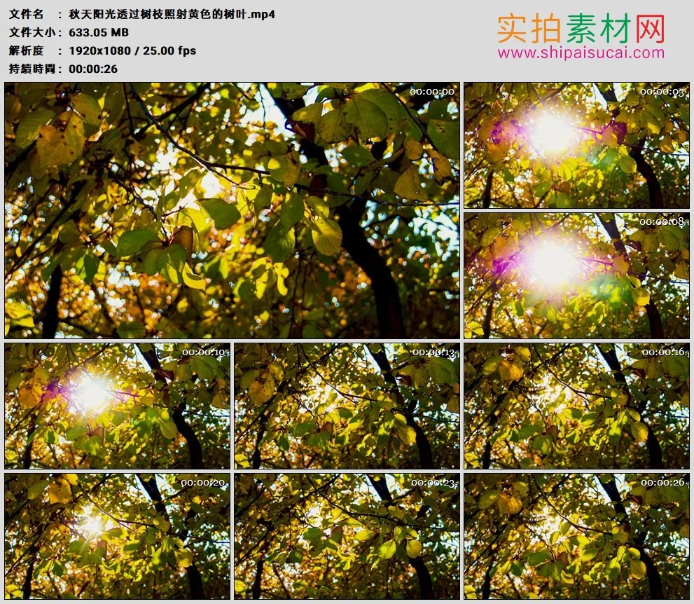 高清实拍视频素材丨秋天阳光透过树枝照射黄色的树叶