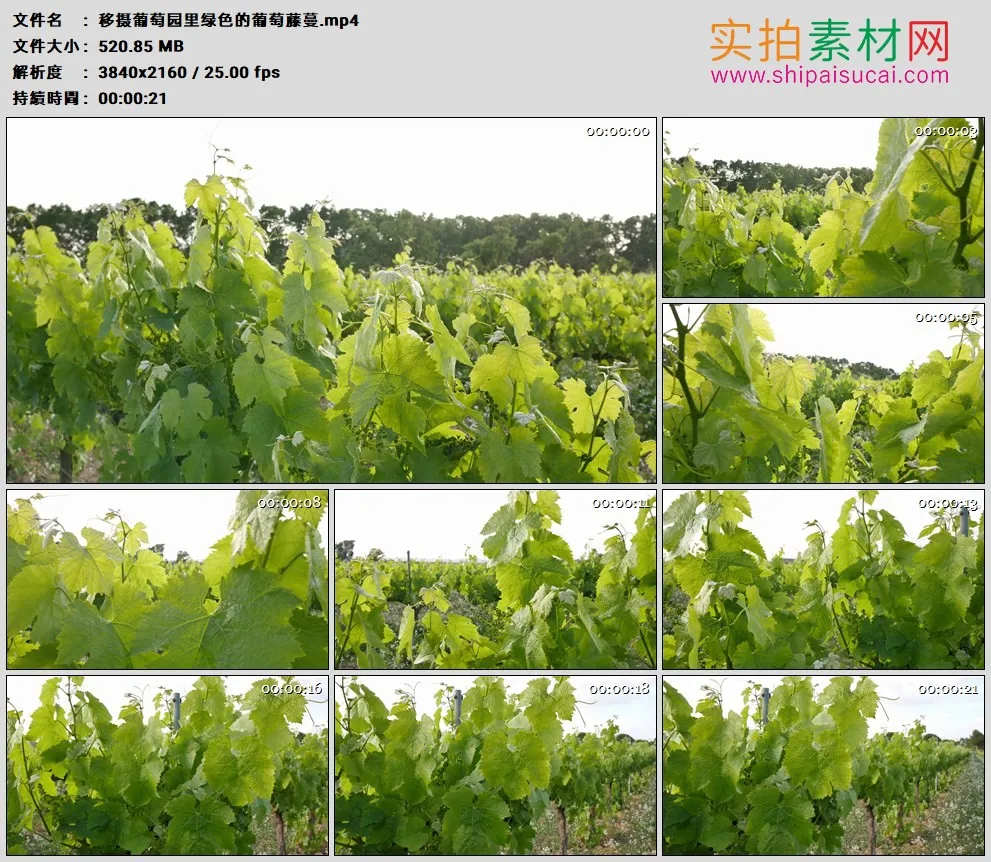 4K高清实拍视频素材丨移摄葡萄园里绿色的葡萄藤蔓