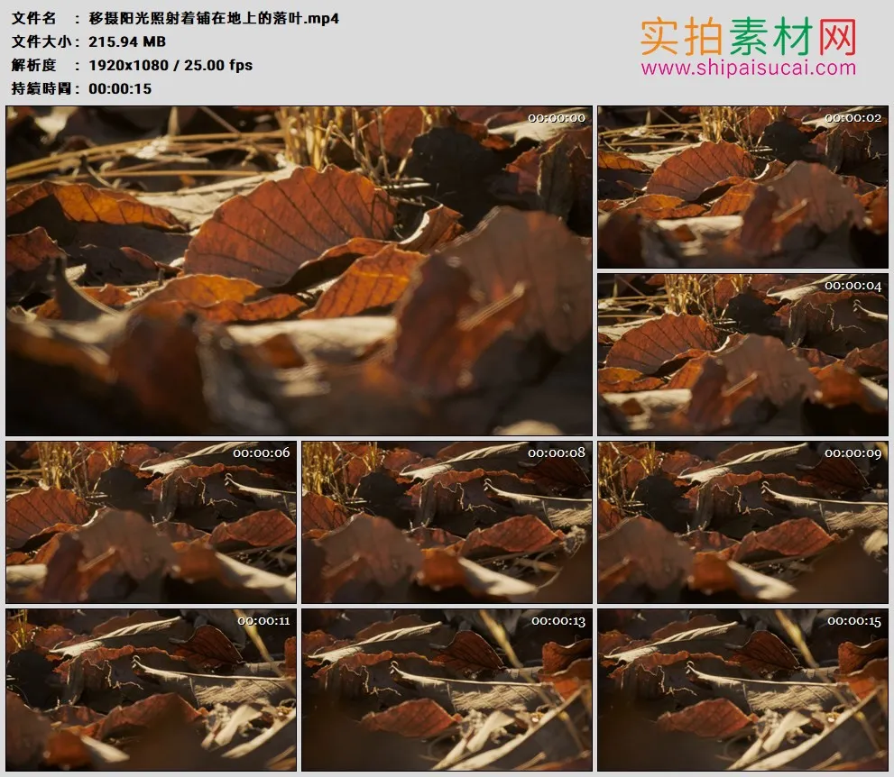 高清实拍视频素材丨移摄阳光照射着铺在地上的落叶