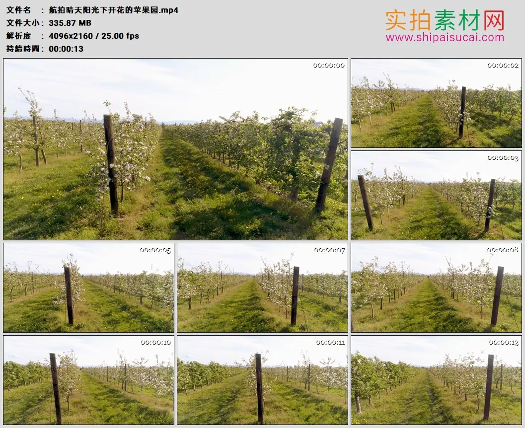 4K高清实拍视频素材丨航拍晴天阳光下开花的苹果园