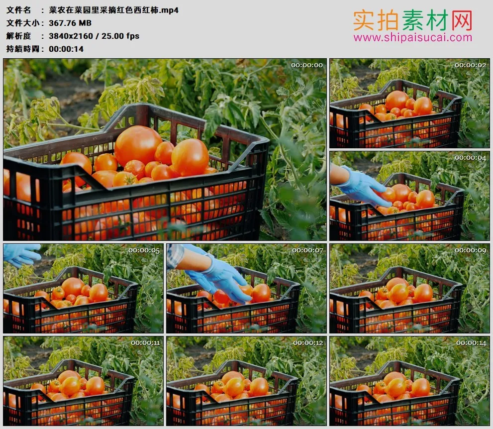 4K高清实拍视频素材丨菜农在菜园里采摘红色西红柿