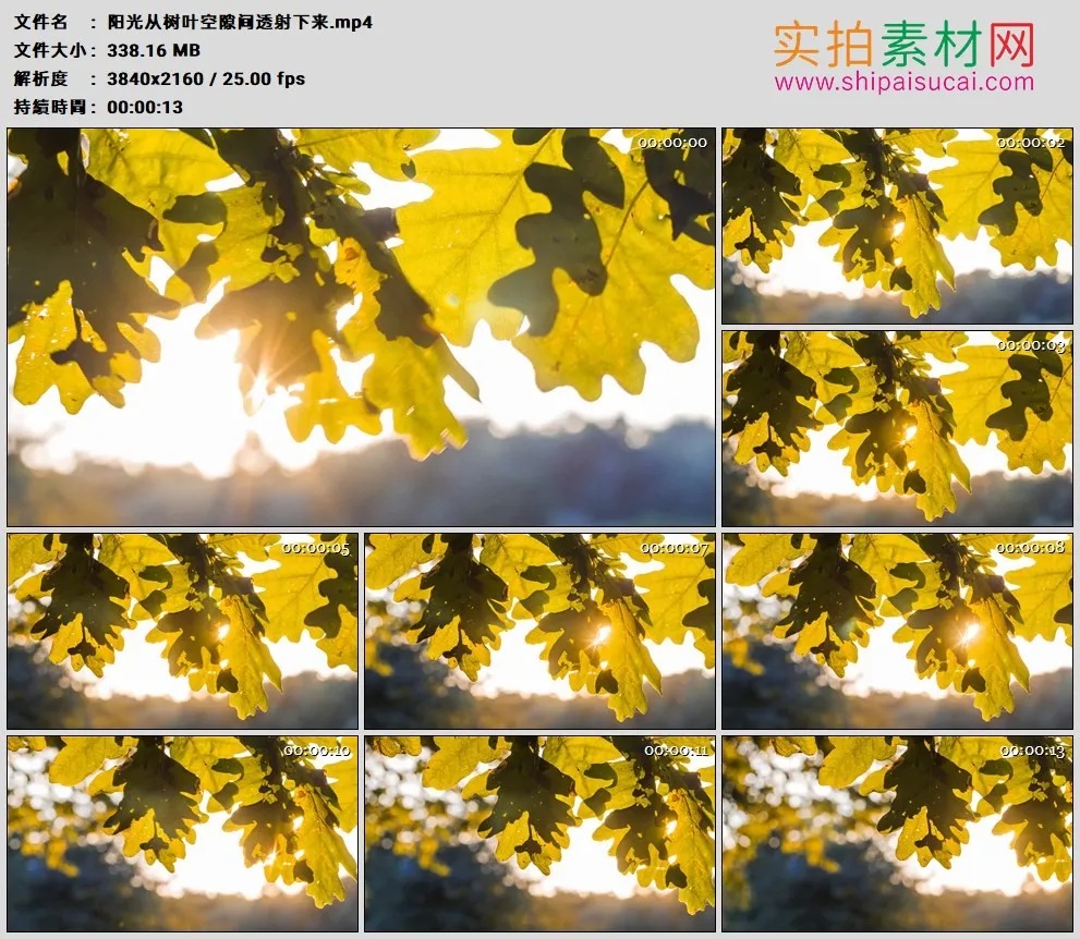 4K高清实拍视频素材丨阳光从树叶空隙间透射下来
