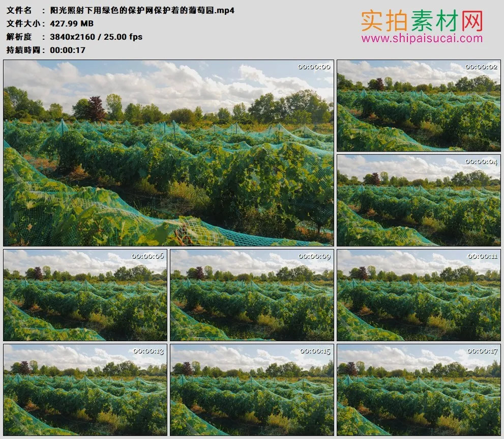 4K高清实拍视频素材丨阳光照射下用绿色的保护网保护着的葡萄园