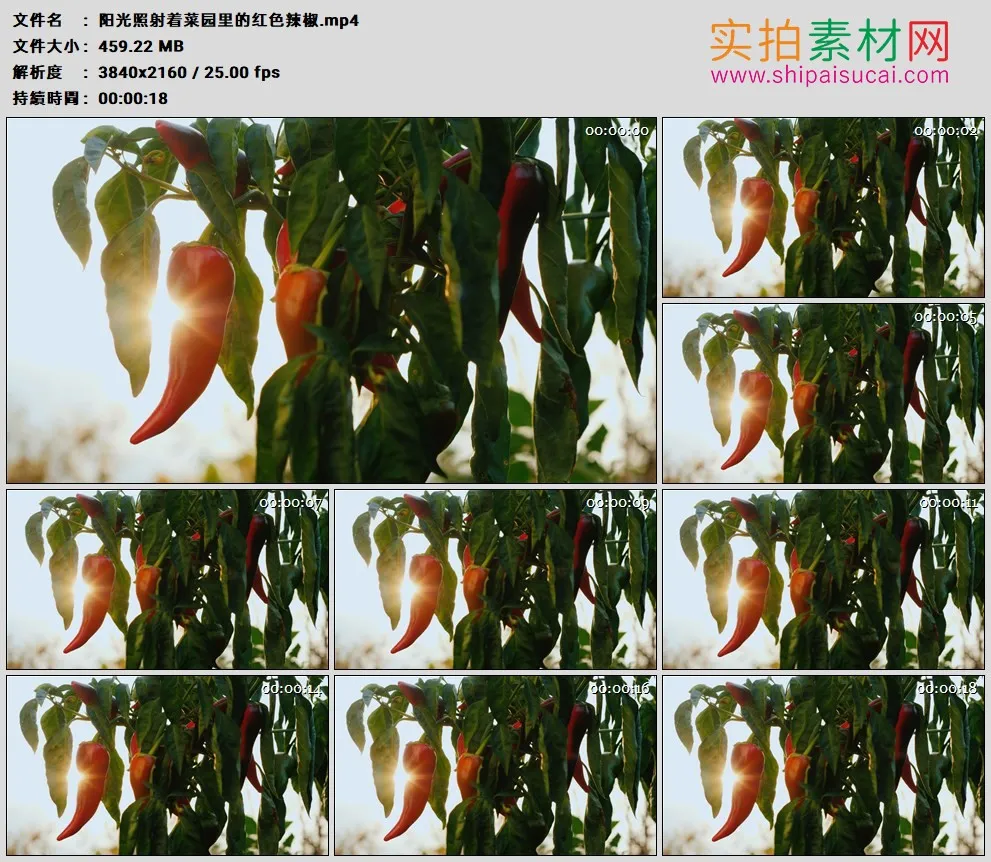 4K高清实拍视频素材丨阳光照射着菜园里的红色辣椒