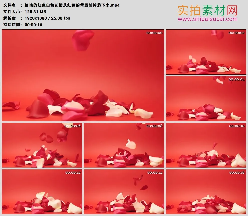 高清实拍视频素材丨鲜艳的红色白色花瓣从红色的背景前掉落下来