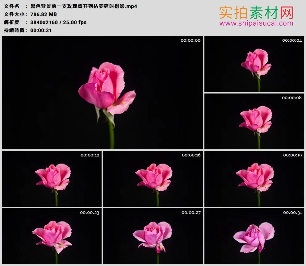 4K高清实拍视频素材丨黑色背景前一支玫瑰盛开到枯萎延时摄影