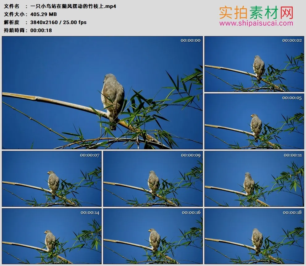 4K高清实拍视频素材丨一只小鸟站在随风摆动的竹枝上