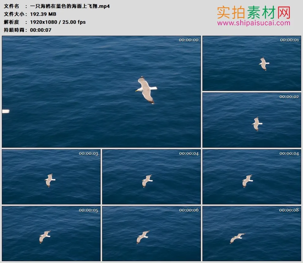 高清实拍视频素材丨一只海鸥在蓝色的海面上飞翔