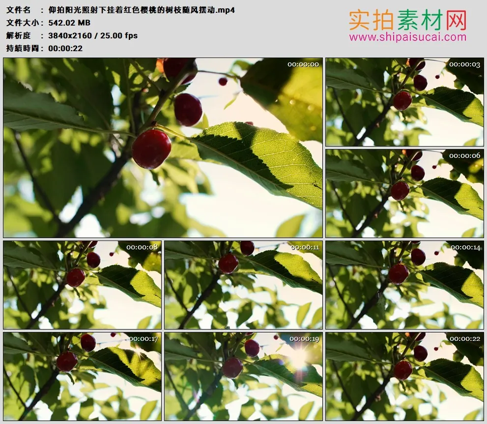 4K高清实拍视频素材丨仰拍阳光照射下挂着红色樱桃的树枝随风摆动