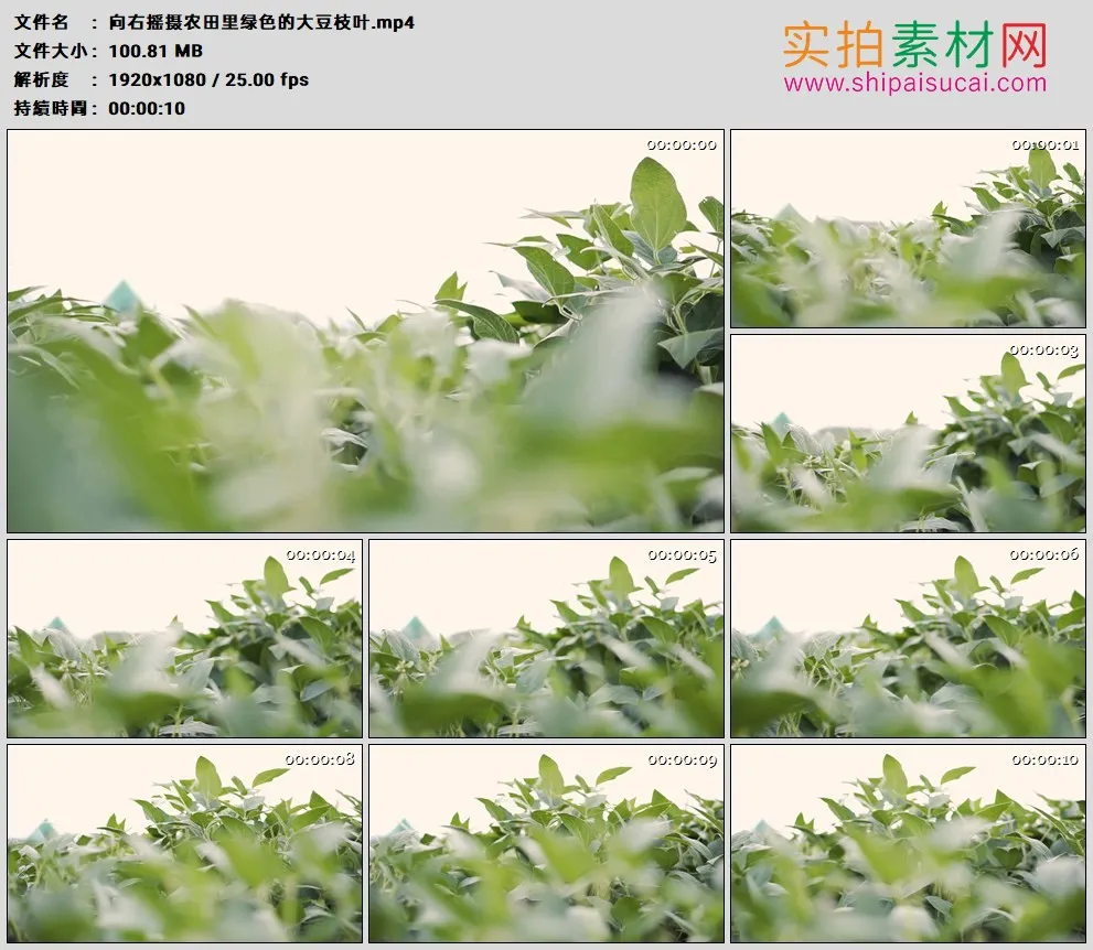 高清实拍视频素材丨向右摇摄农田里绿色的大豆枝叶