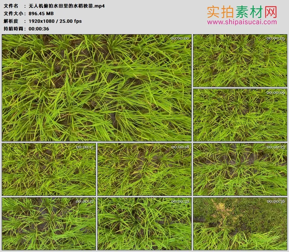 高清实拍视频素材丨无人机俯拍水田里的水稻秧苗