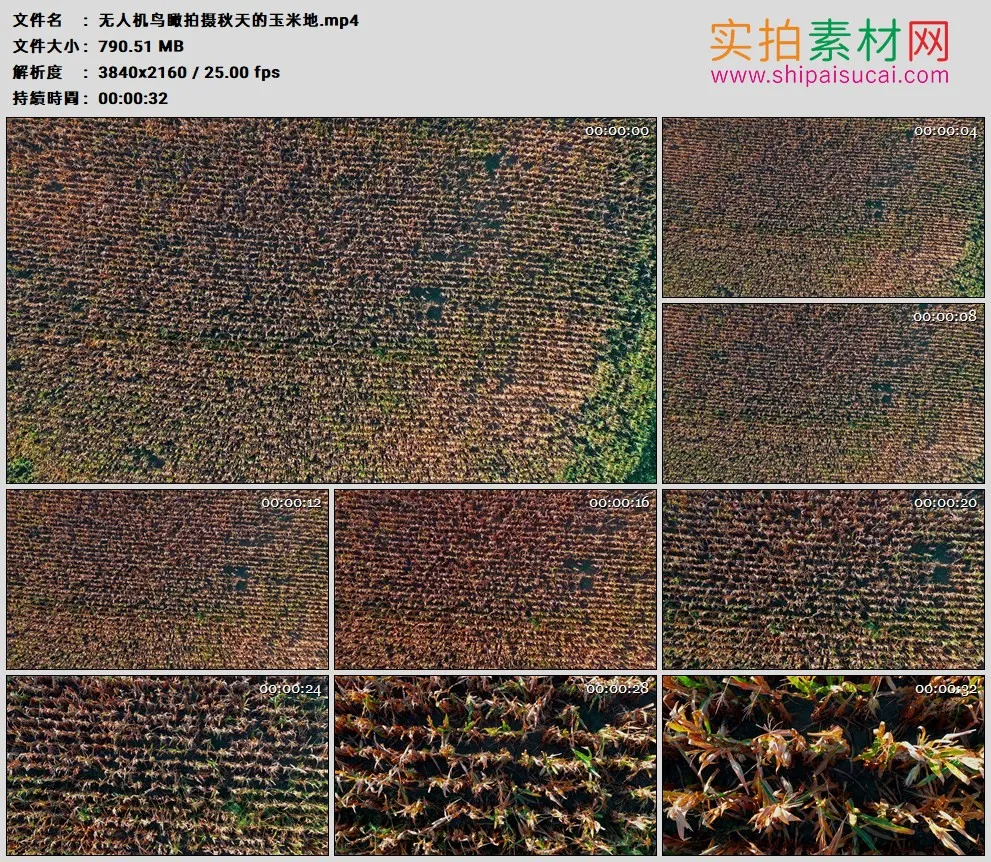 4K高清实拍视频素材丨无人机鸟瞰拍摄秋天的玉米地