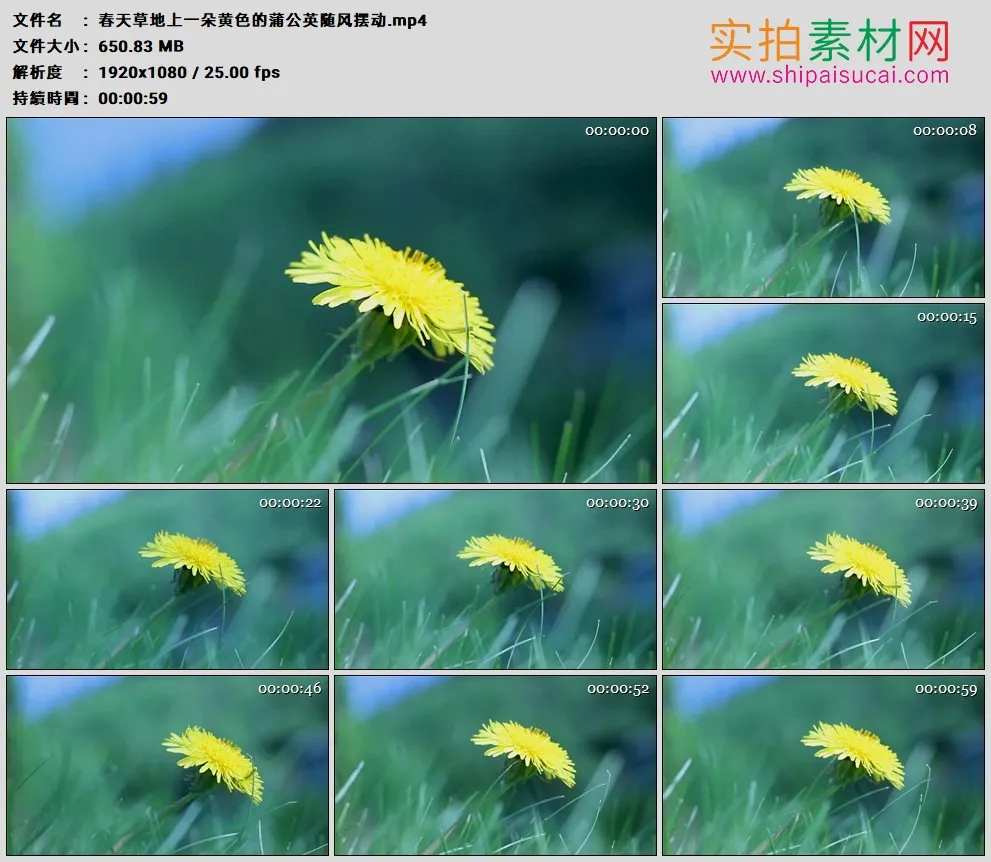高清实拍视频素材丨春天草地上一朵黄色的蒲公英随风摆动