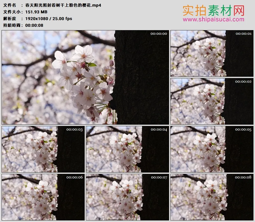 高清实拍视频素材丨春天阳光照射着树干上粉色的樱花