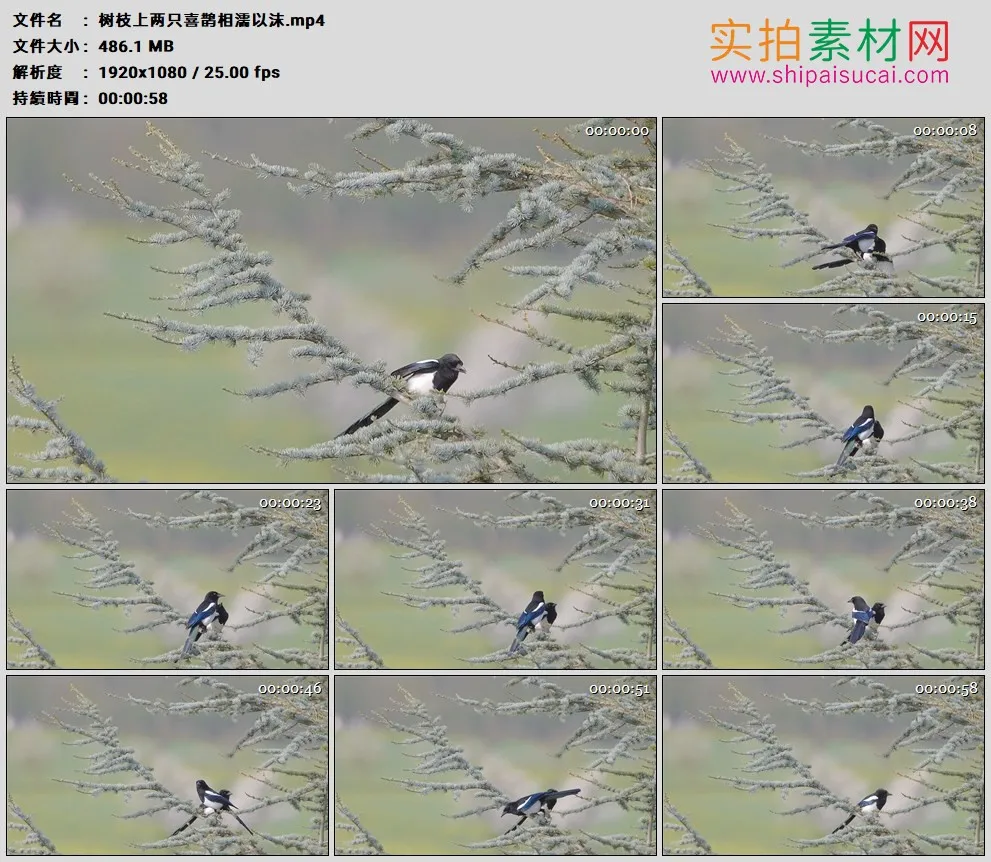 高清实拍视频素材丨树枝上两只喜鹊相濡以沫