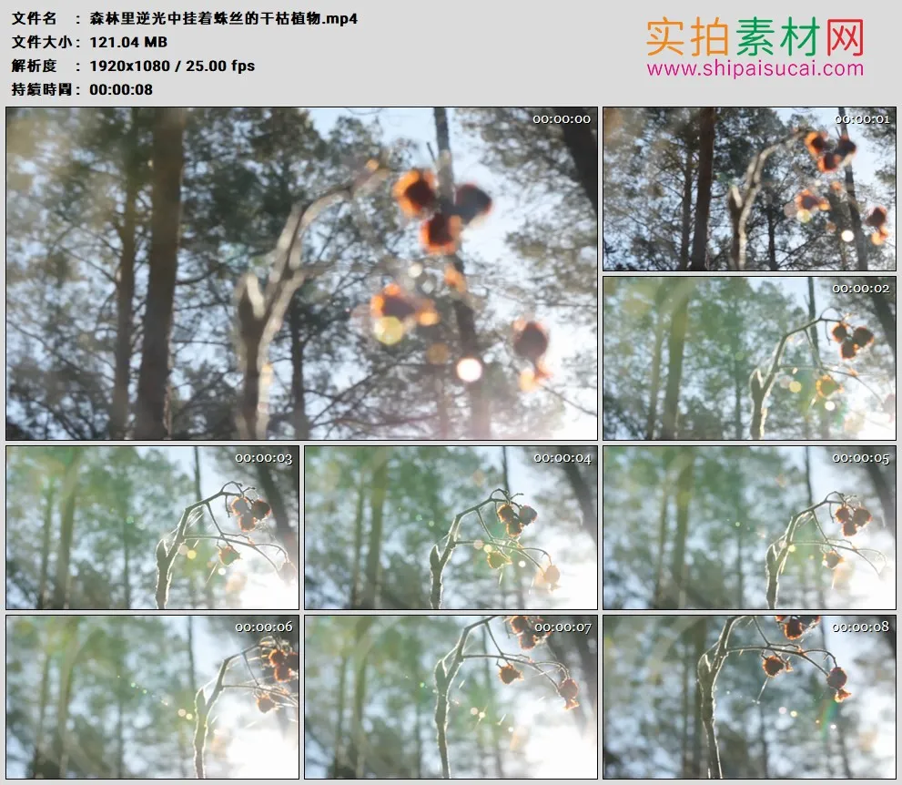 高清实拍视频素材丨森林里逆光中挂着蛛丝的干枯植物