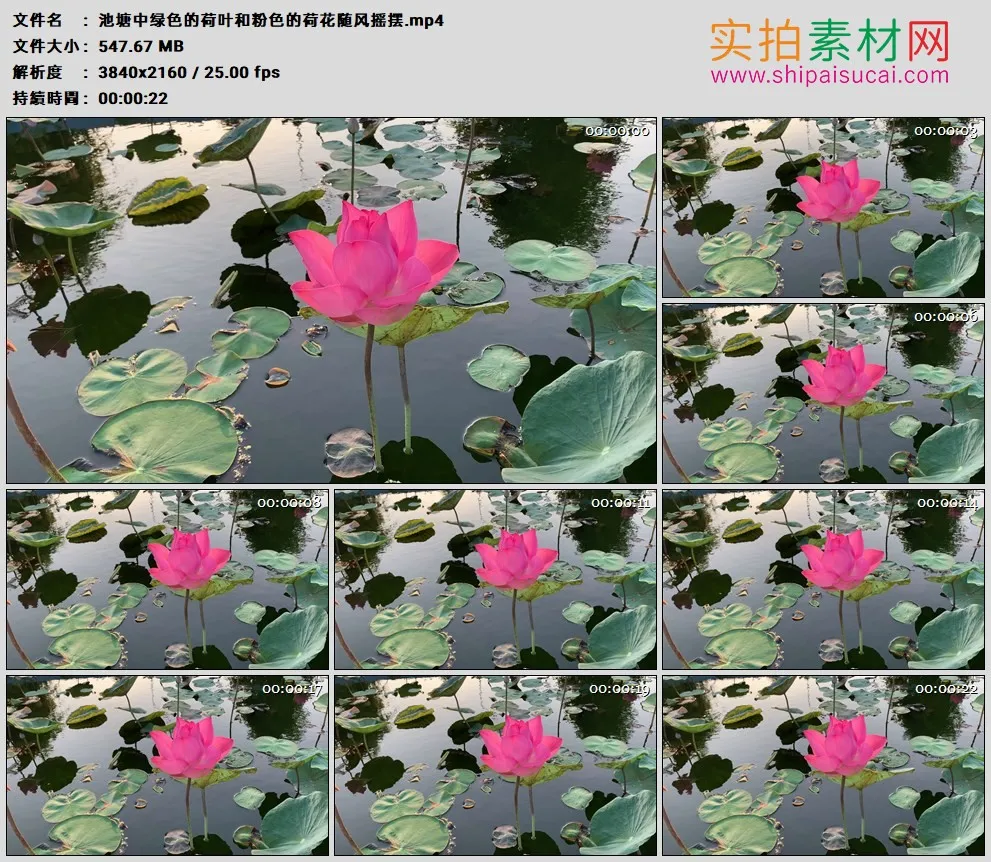 4K高清实拍视频素材丨池塘中绿色的荷叶和粉色的荷花随风摇摆