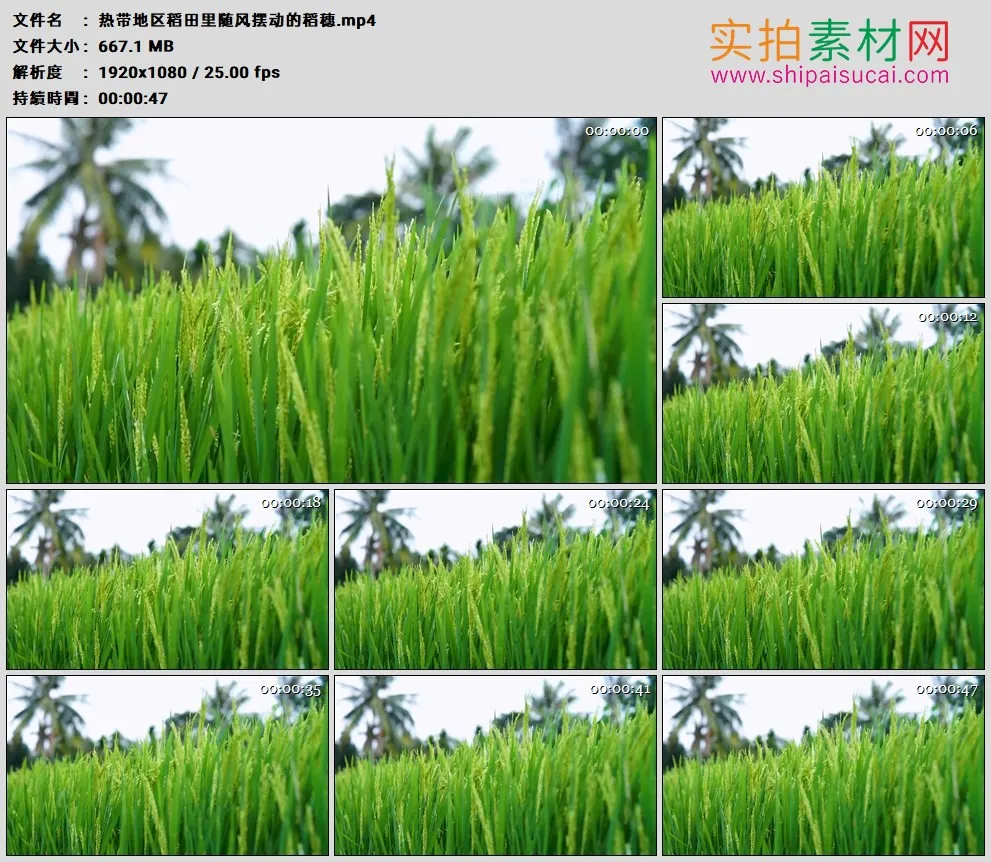 高清实拍视频素材丨热带地区稻田里随风摆动的稻穗
