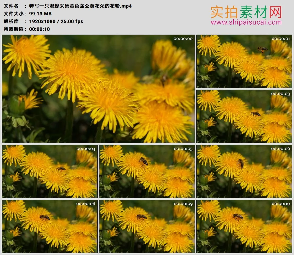 高清实拍视频素材丨特写一只蜜蜂采集黄色蒲公英花朵的花粉